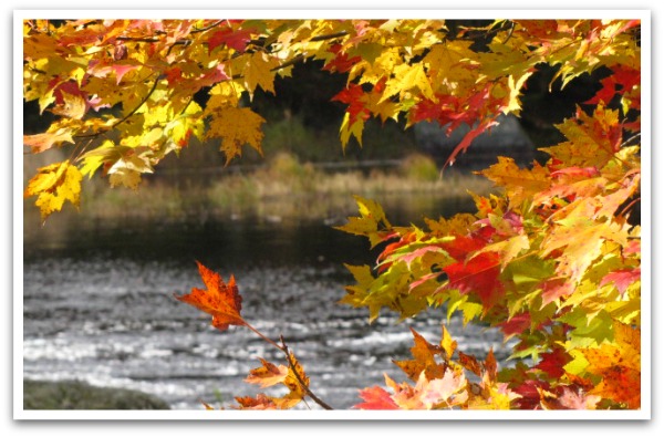 Lake view taken through fall leaves.