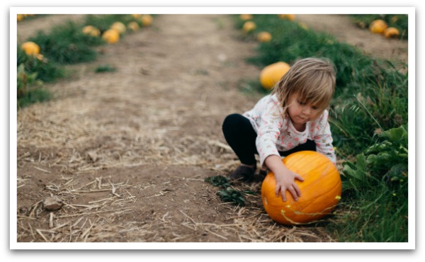Young blonde girl holding a pumpkin in a pumpkin patch.