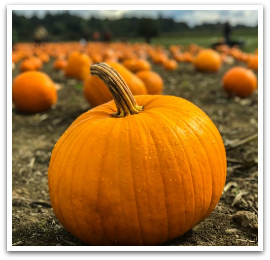 Close up of a pumpkin with many pumpkins in the background.