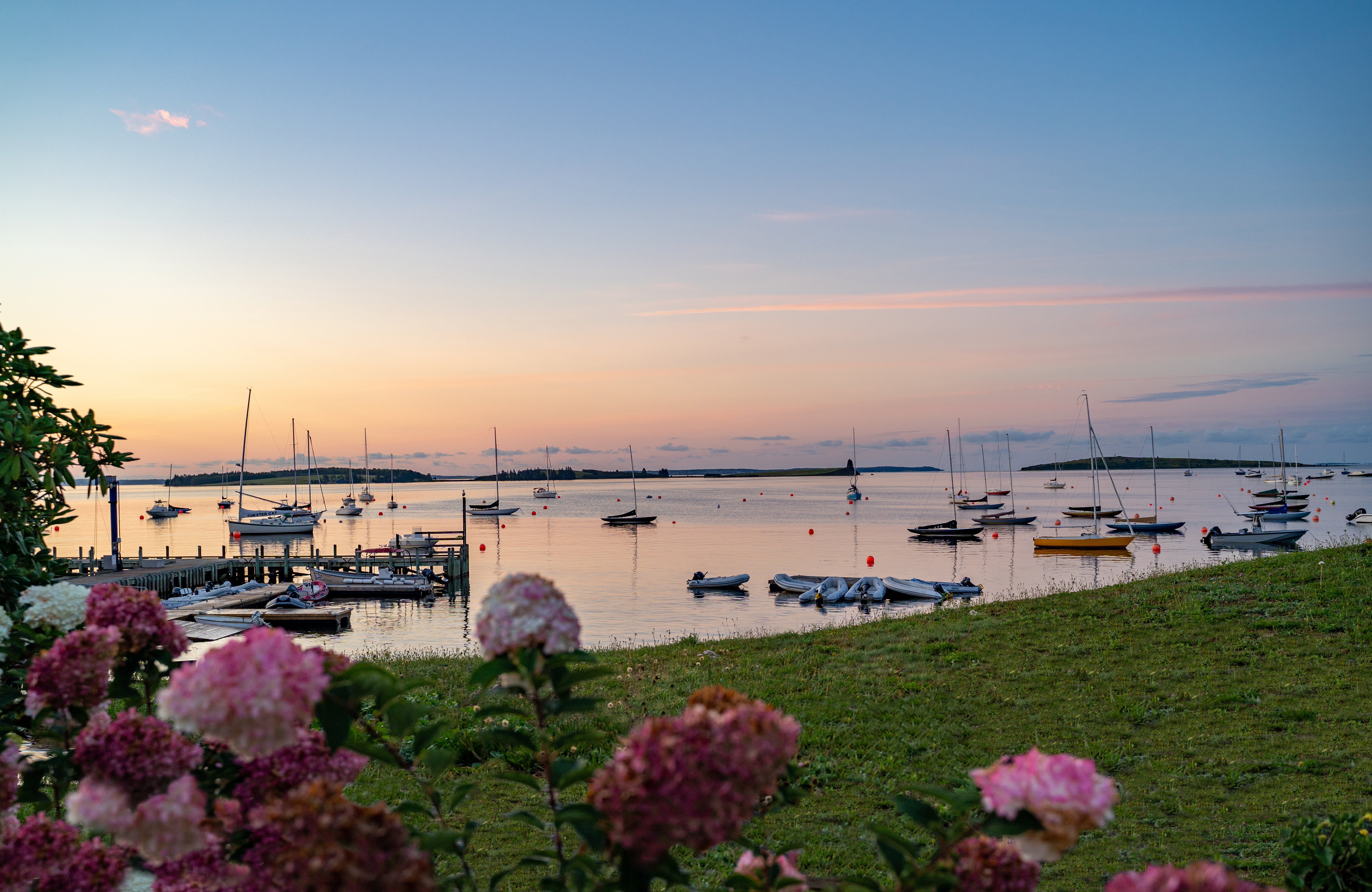 Harbour with many boats at sunset with grass and pink flowers in the foreground.