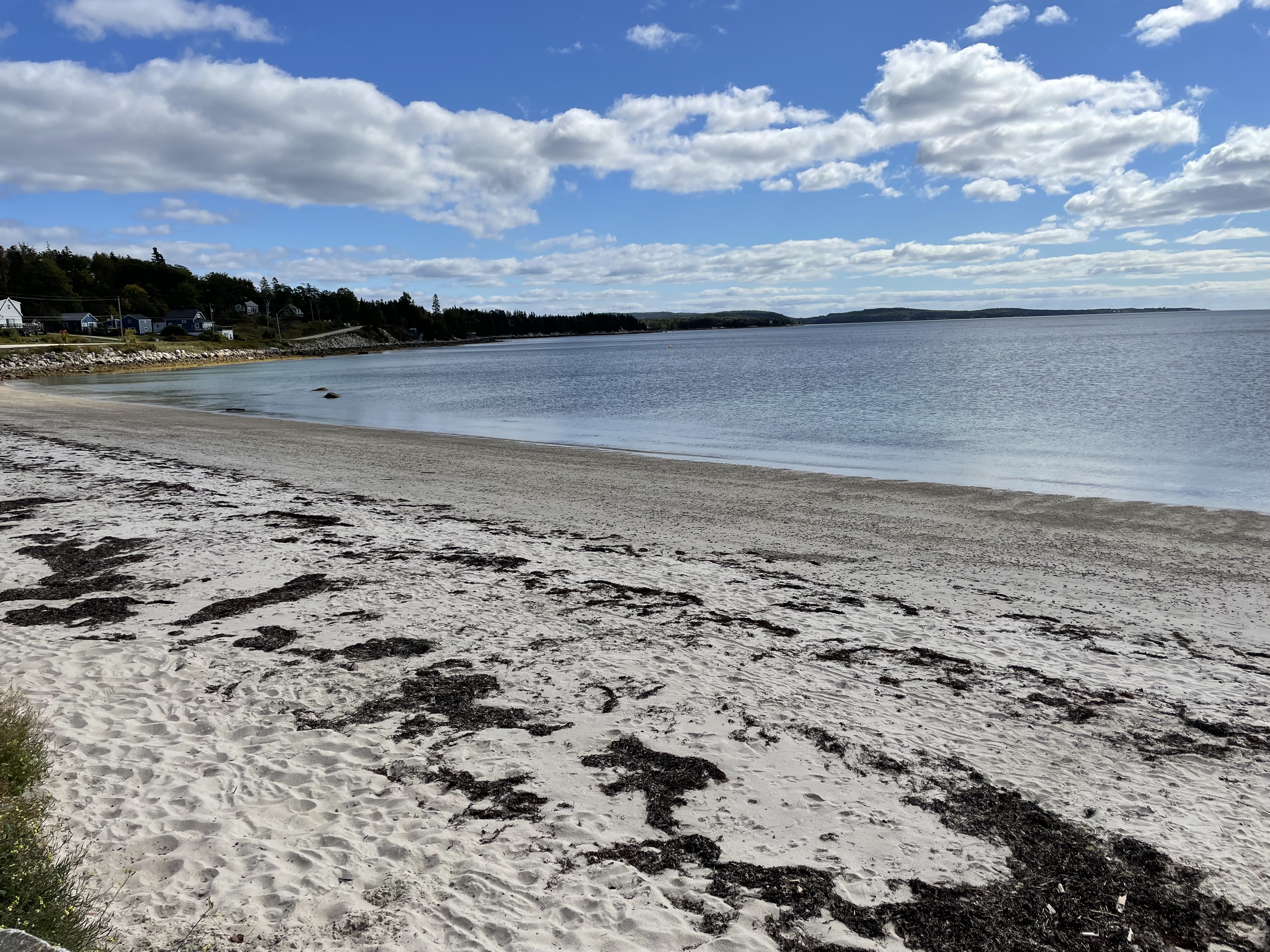 Picture of Meisner's Beach on a calm day, seaweed strewn across the beach.