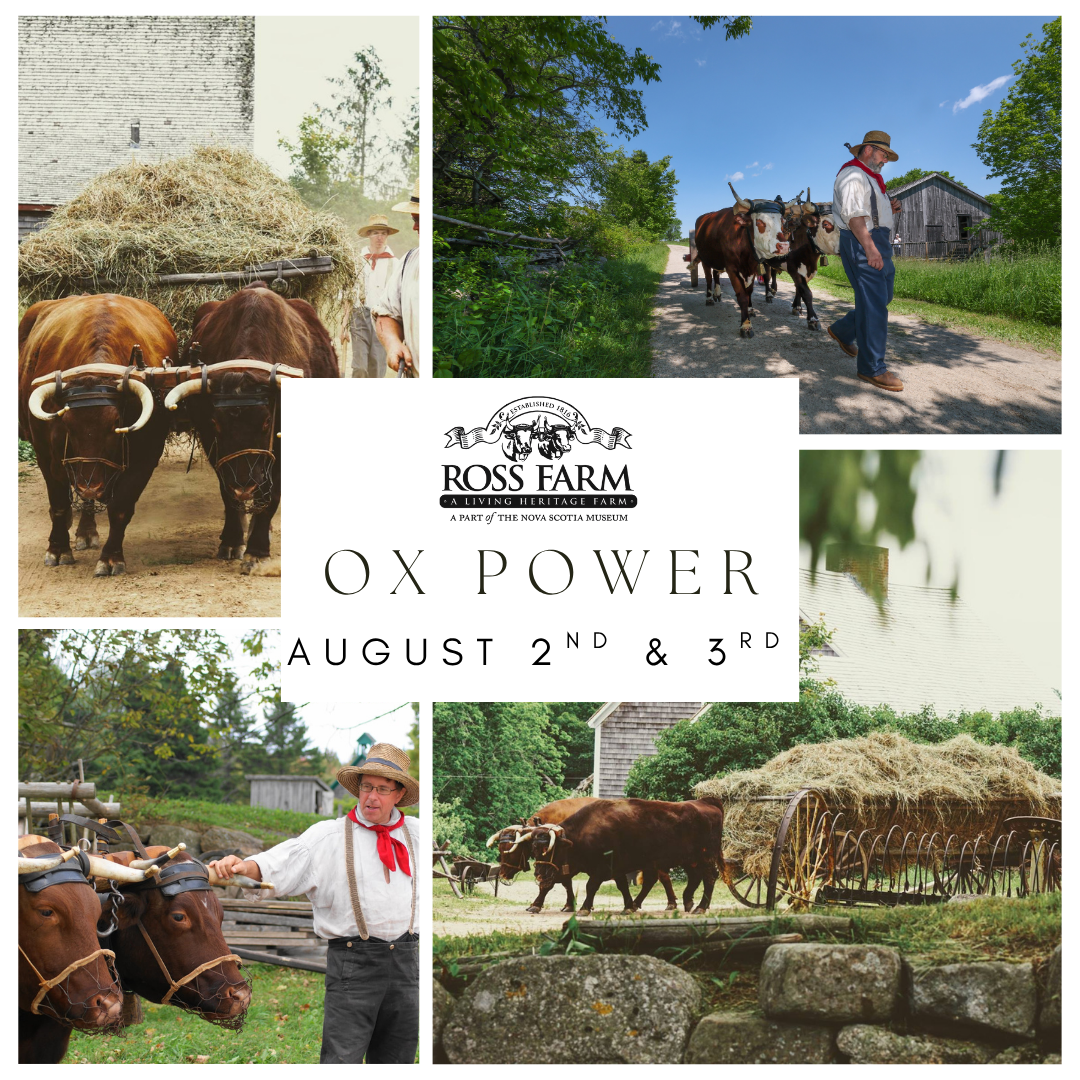 Collage of ox working in pairs