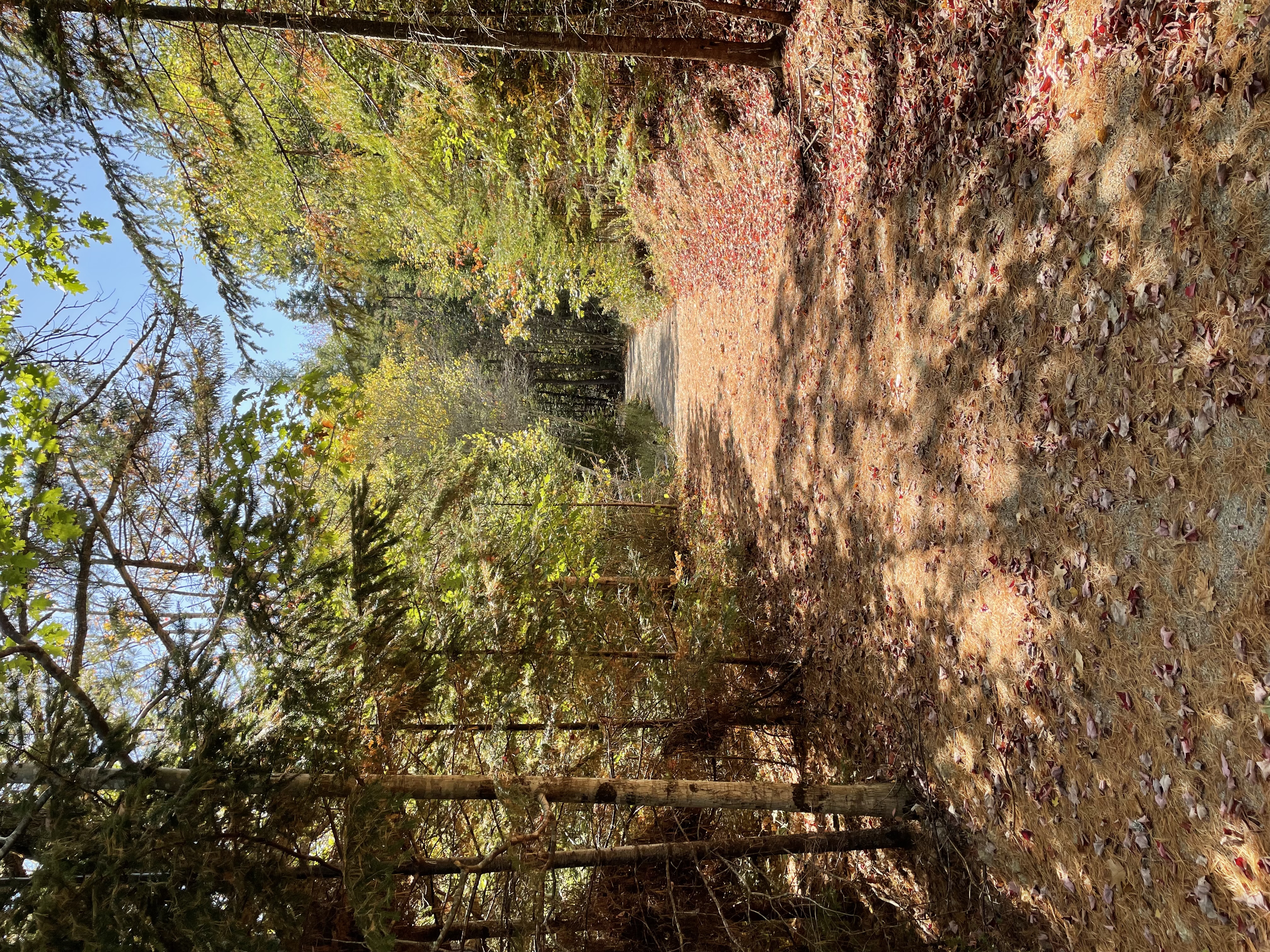 Photo of trail 1 at Haughn Estate Natural Area