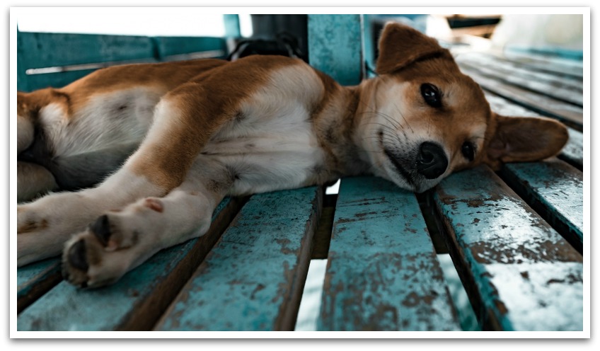 Brown and white dog lying on blue painted wooden planks.