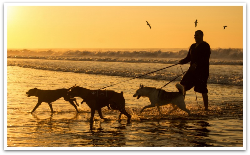 Silhouette of man walking three large dogs at sunset on a beach with birds flying in the background.