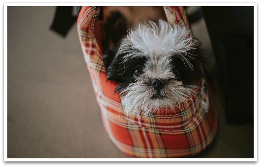 Small fluffy black and white dog in a red plaid bag.