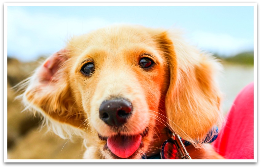 Golden dog being held up to the camera with tongue sticking out.