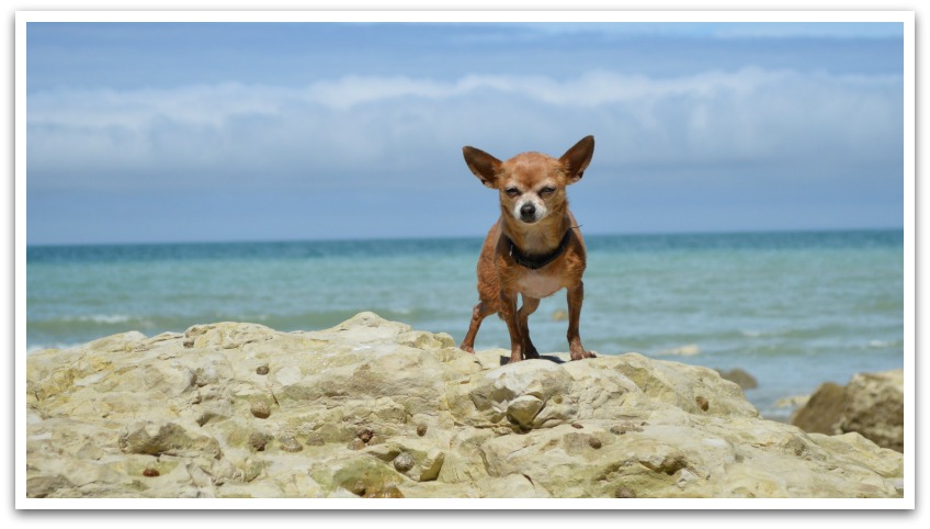 Chihuahua standing and squinting on a rock with the ocean in the background.