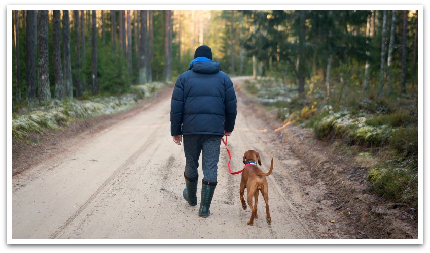 Man walking a brown dog down a forest trail in golden hour.