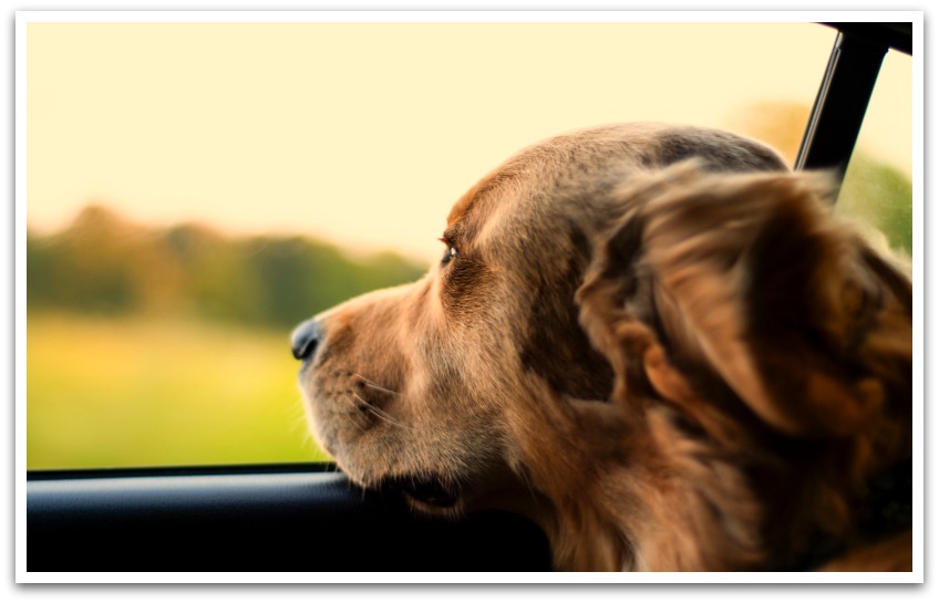 Labrador looking out a car window at golden hour.