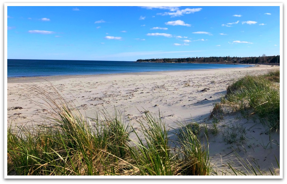 Bayswater beach view of tall grass behind the white sand beach leading to a blue ocean.