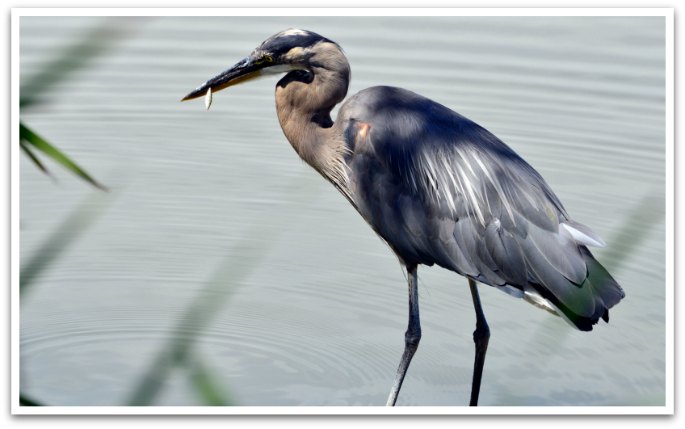 A great blue heron by water.