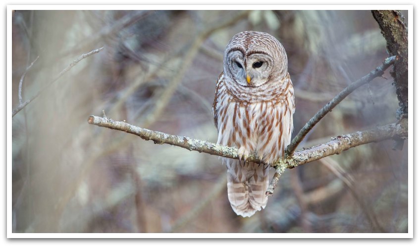 A barred owl sitting on a branch looking down.