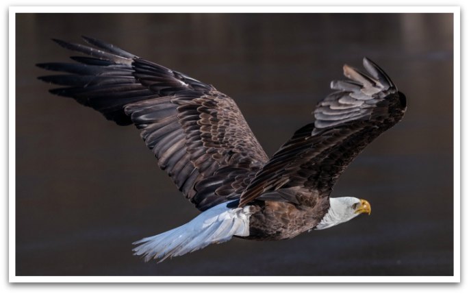 An eagle mid flight.