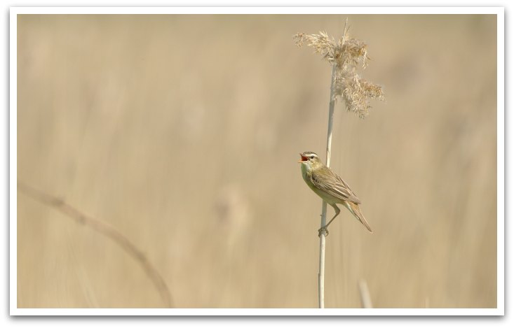 A sedge warbler singing in reeds.