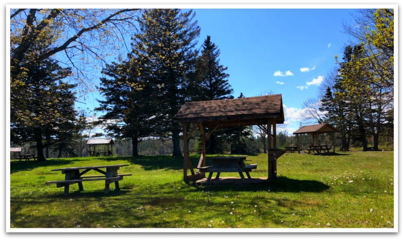 Picnic benches on grass, some under shelters amongst tall pine trees under a blue sky.