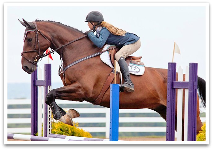 horse jumping over hurdle