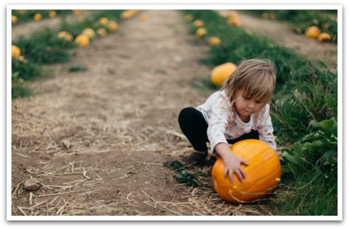 little girl holding a pumpkin on a pumpkin patch