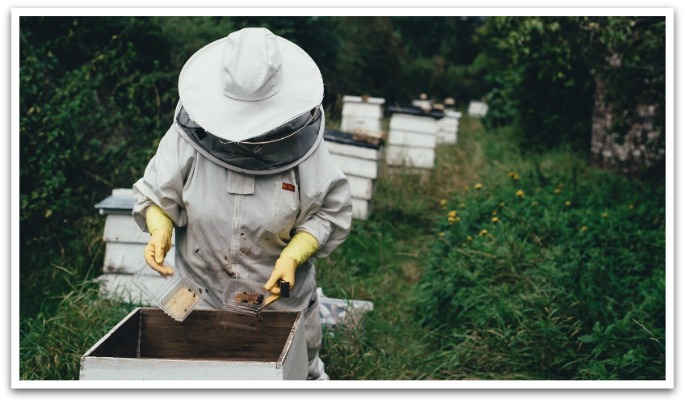 person in a bee keeping uniform collecting honey comb