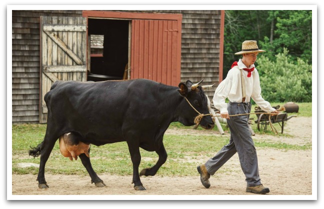 Yound man in old fashioned clothes and a straw hat walking a black bull with a barn behind them.