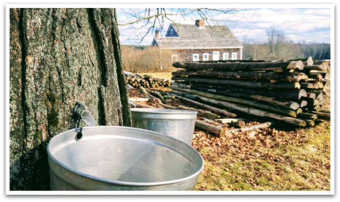 Tree with tap in and bucket underneath, logs in the background.