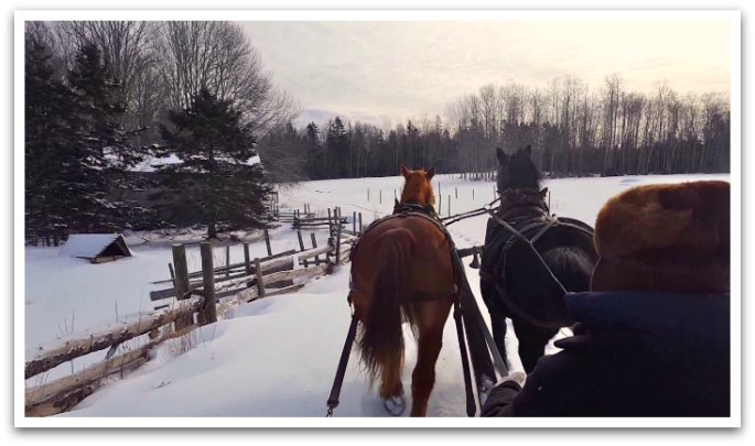 View from horse drawn carriage of two horses facing bare trees in a forest and a snow covered path fenced in by a log fence.