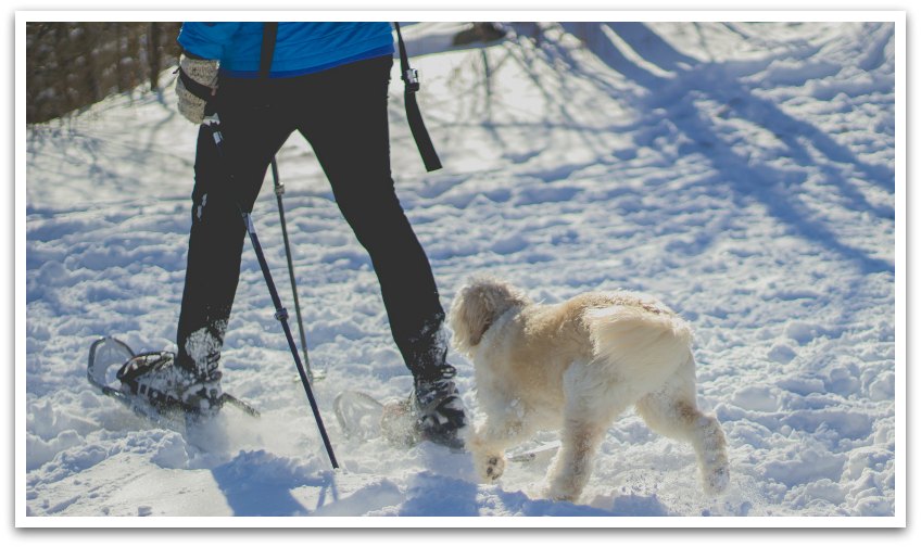 Person wearing snow shoes walking their fluffy cream dog in the snow.
