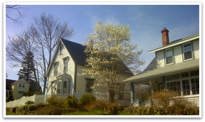 Victorian era buildings behind a white picket fence with blooming trees in their front yards.