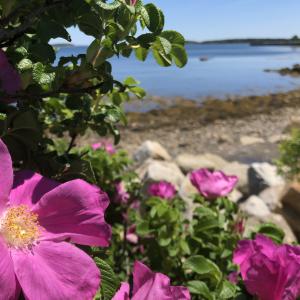 Photo of wild roses and wild rose park overlooking the ocean