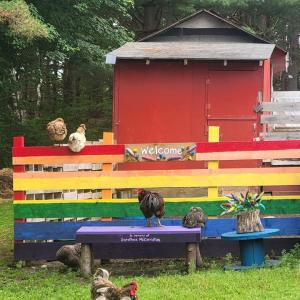 Photo of rainbow coloured fence with chickens walking around