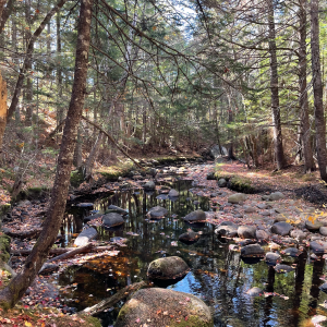 Photo of the Middle River at Haughn Estate Natural Area in the Fall. The River is surrounded by pine trees. There are small rocks in the water.