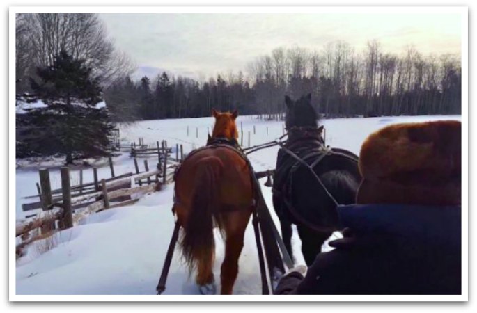 2 horses walking in snow