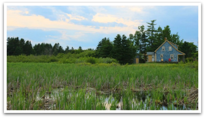 Marshlands with trees and an old blue and yellow house in the background