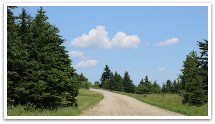 Narrow dirt road turning through grass and evergreen trees under a blue sky with few clouds.