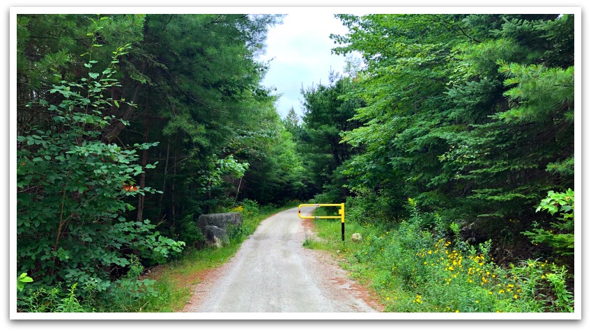 Tree lined trail with a yellow gate.